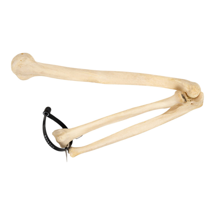 Real Human Left Arm