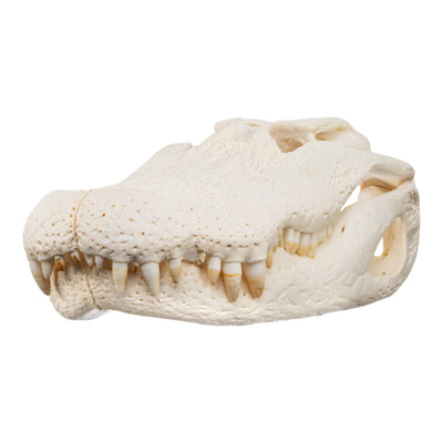 Real American Alligator Skull