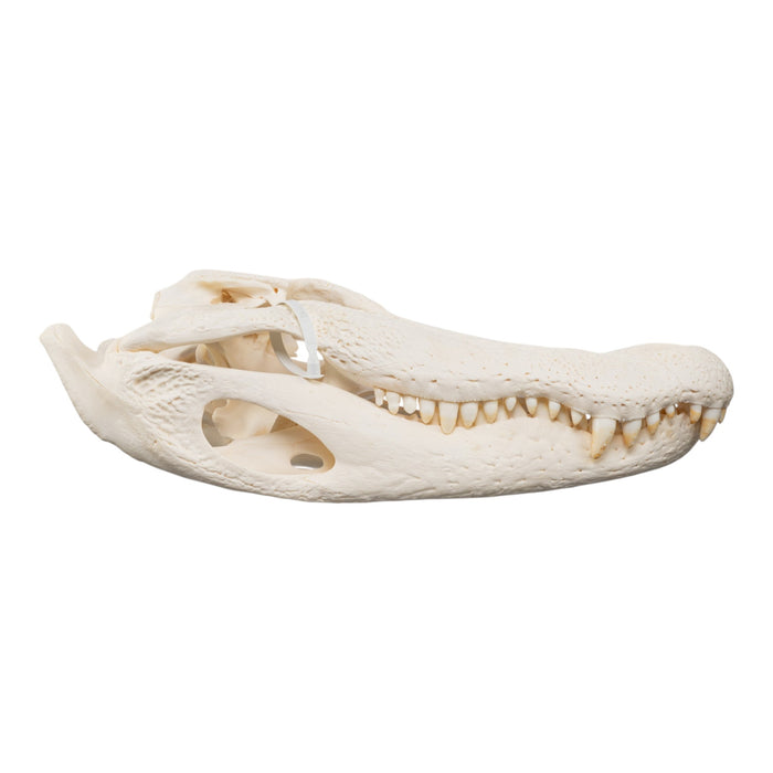 Real American Alligator Skull