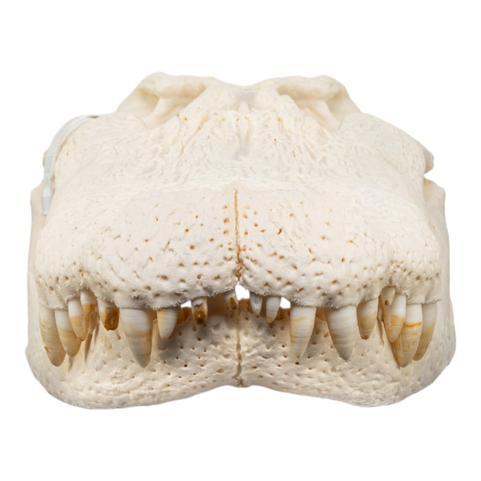 Real American Alligator Skull