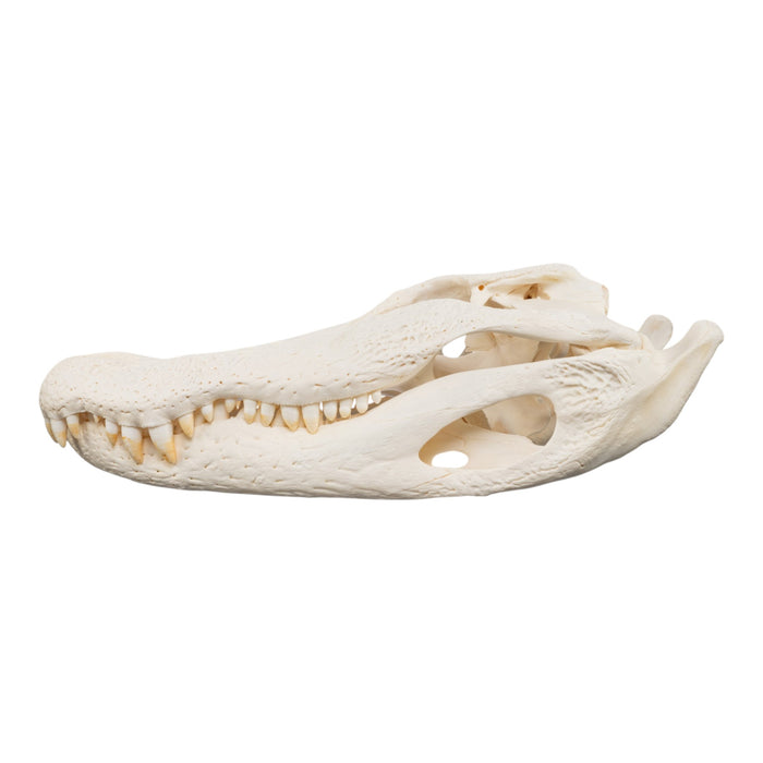 Real American Alligator Skull
