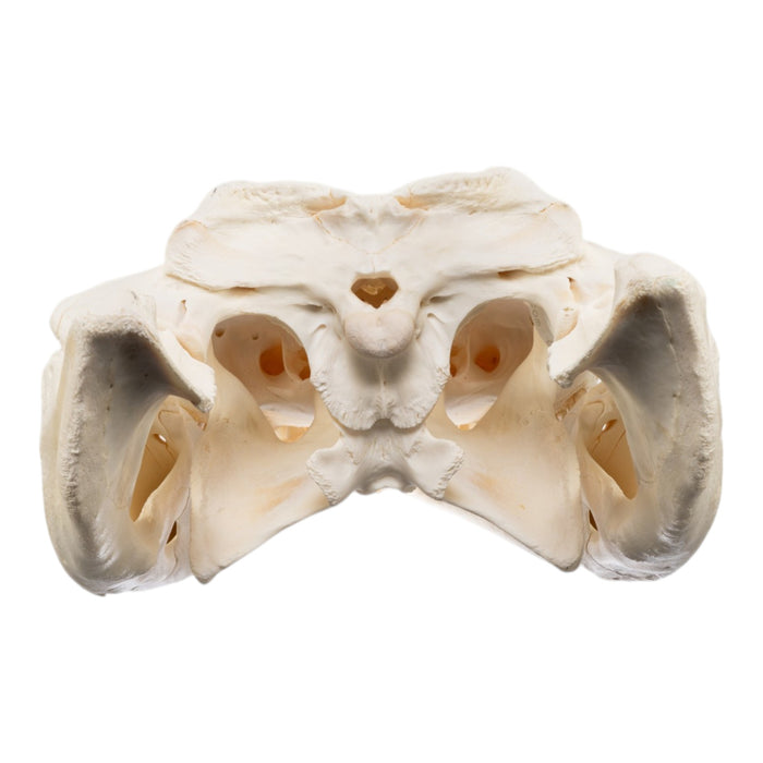 Real American Alligator Skull