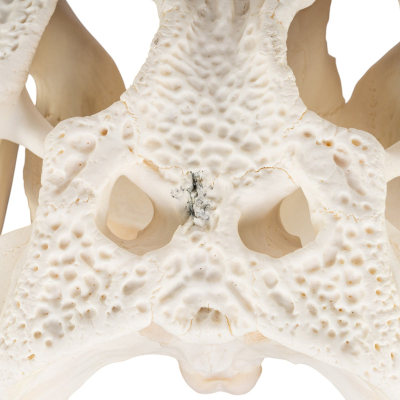 Real American Alligator Skull