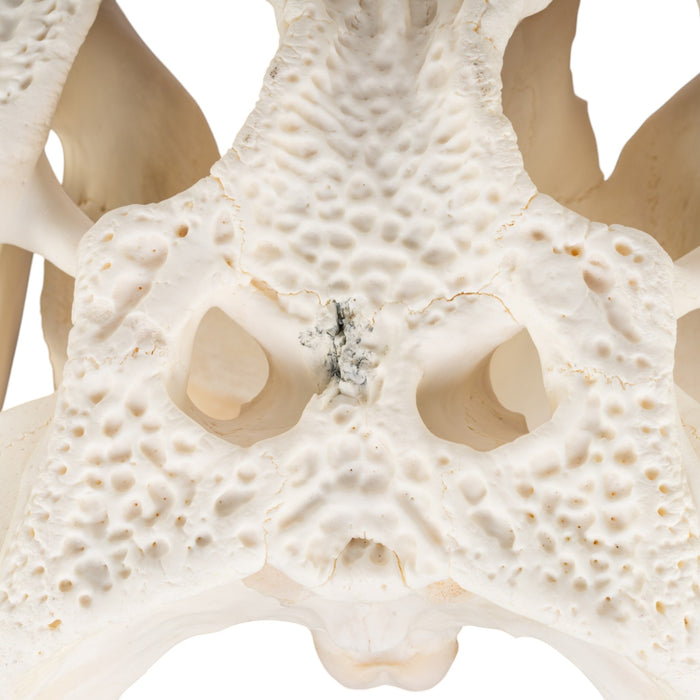 Real American Alligator Skull