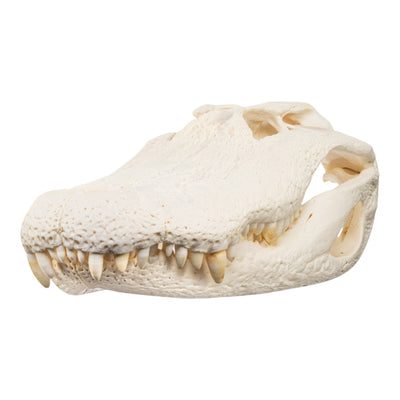 Real American Alligator Skull