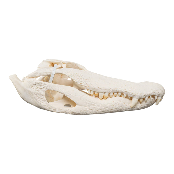 Real American Alligator Skull