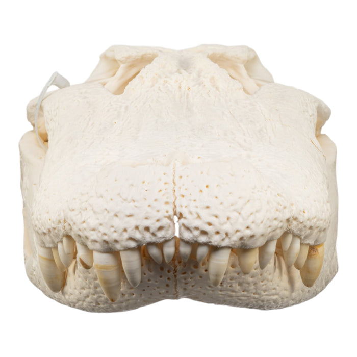 Real American Alligator Skull