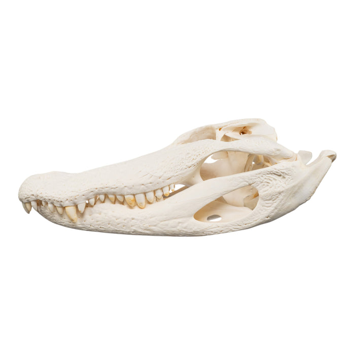 Real American Alligator Skull