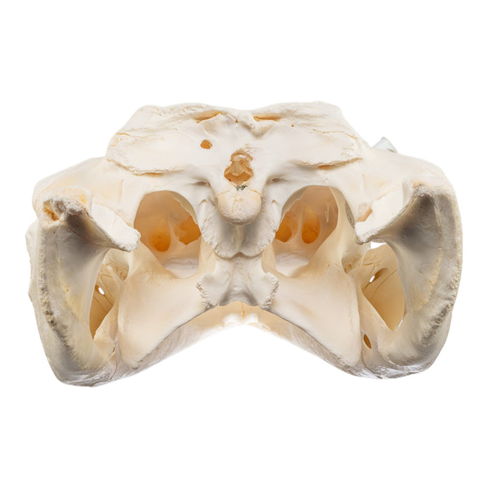 Real American Alligator Skull
