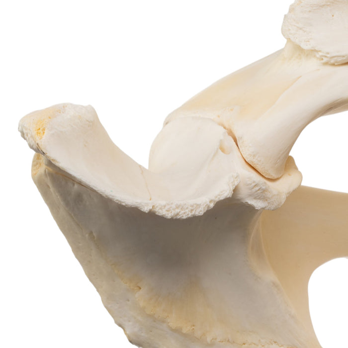 Real American Alligator Skull