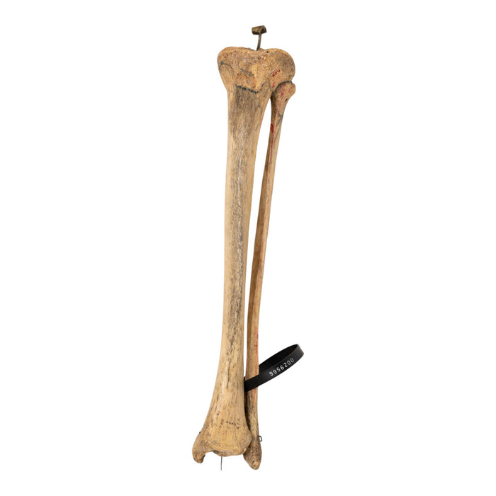 Real Human Tibia and Fibula - Articulated and Painted