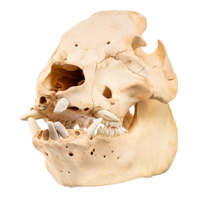 Real Potbellied Pig Skull
