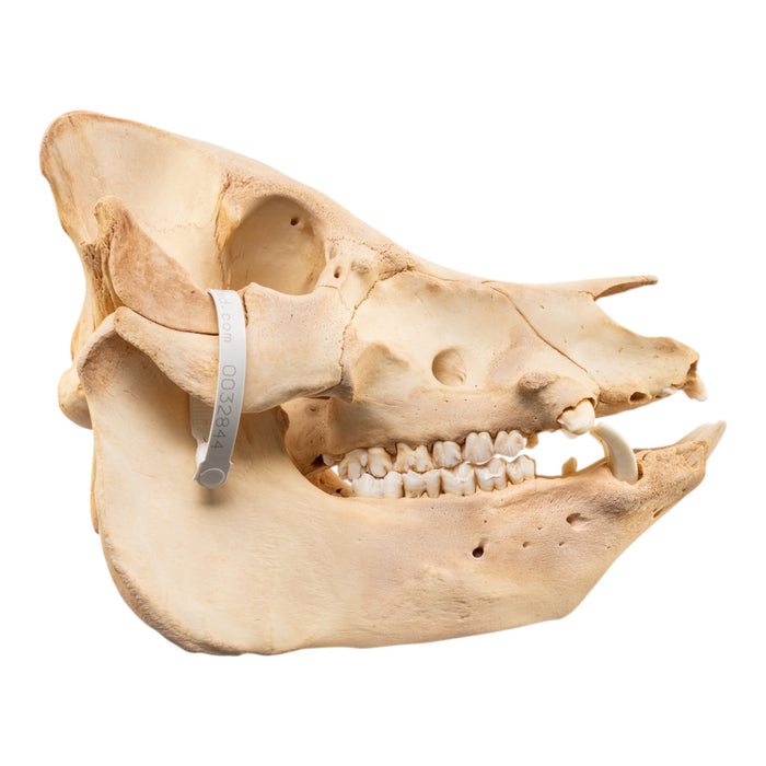 Real Potbellied Pig Skull