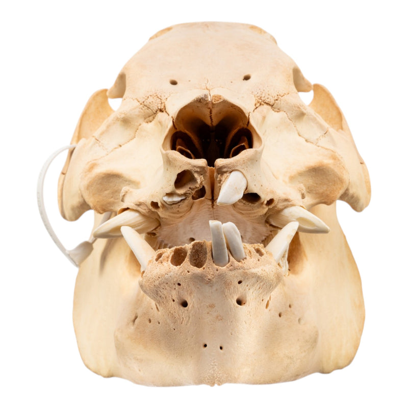 Real Potbellied Pig Skull