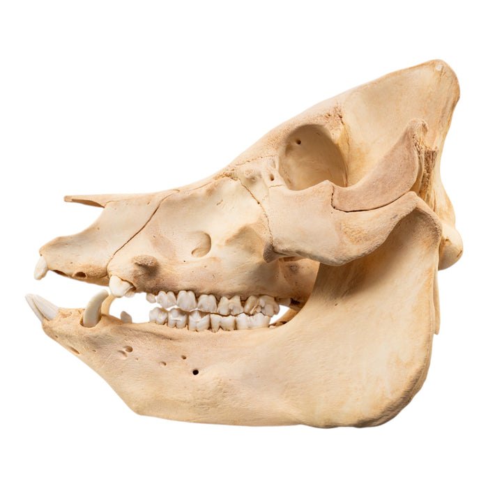 Real Potbellied Pig Skull