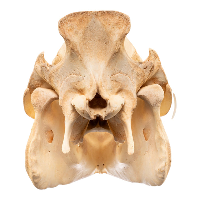 Real Potbellied Pig Skull