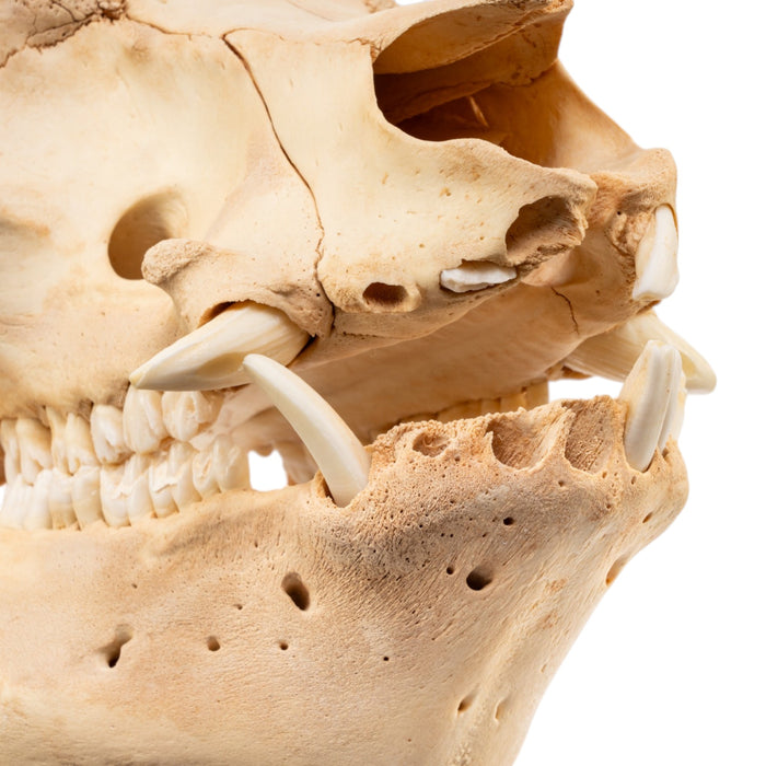 Real Potbellied Pig Skull