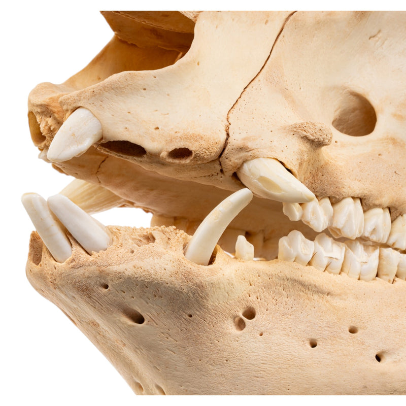 Real Potbellied Pig Skull