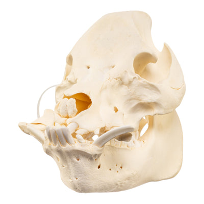 Real Potbellied Pig Skull