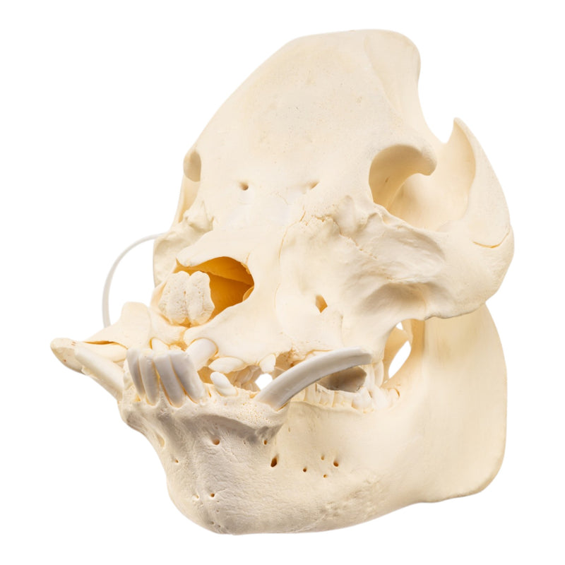 Real Potbellied Pig Skull
