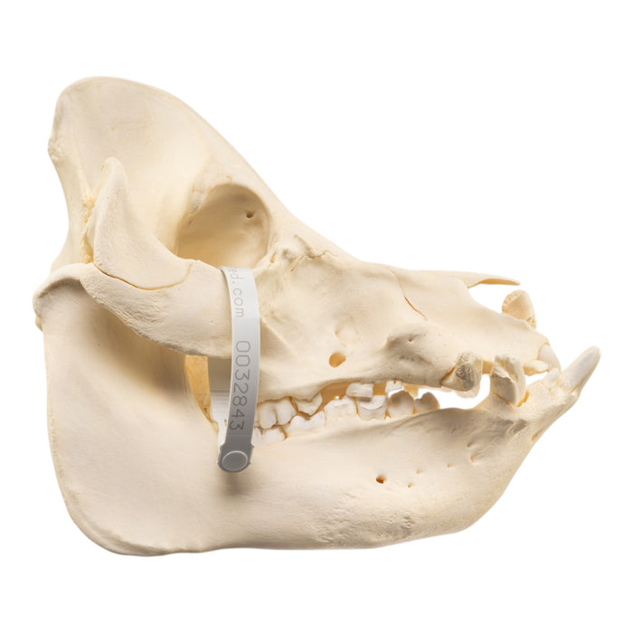 Real Potbellied Pig Skull