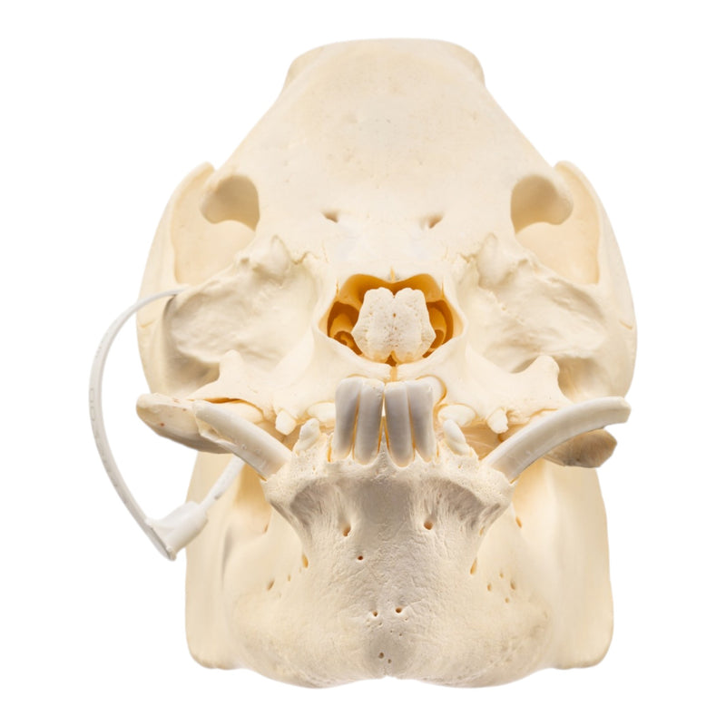 Real Potbellied Pig Skull