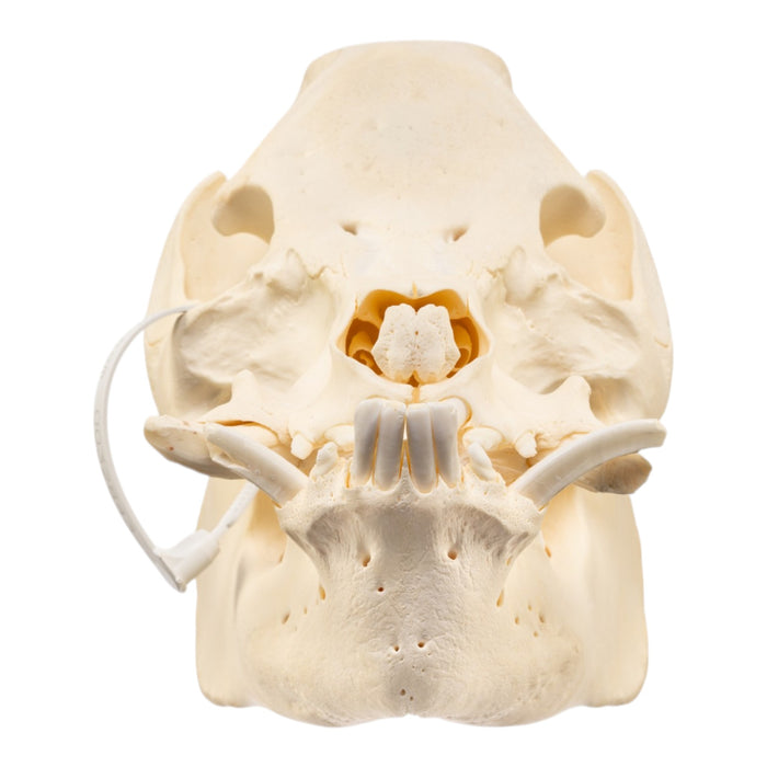 Real Potbellied Pig Skull
