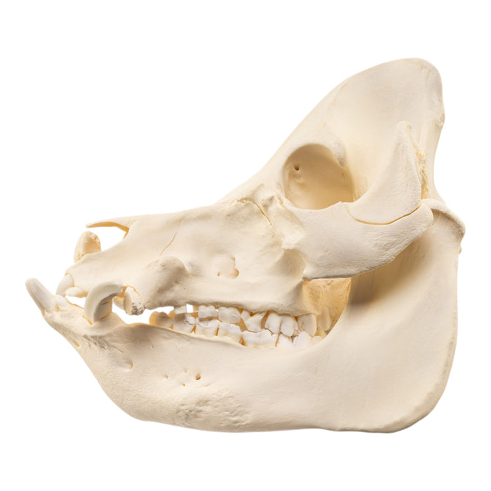 Real Potbellied Pig Skull