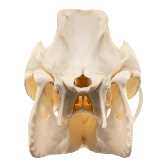 Real Potbellied Pig Skull