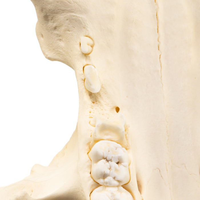 Real Potbellied Pig Skull