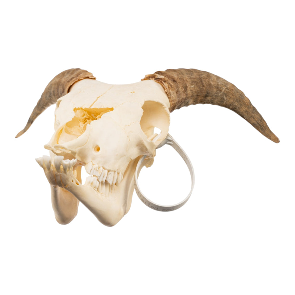 チベット産　SKULL Real Adolescent Bighorn Sheep Skull For Sale — Skulls Unlimited