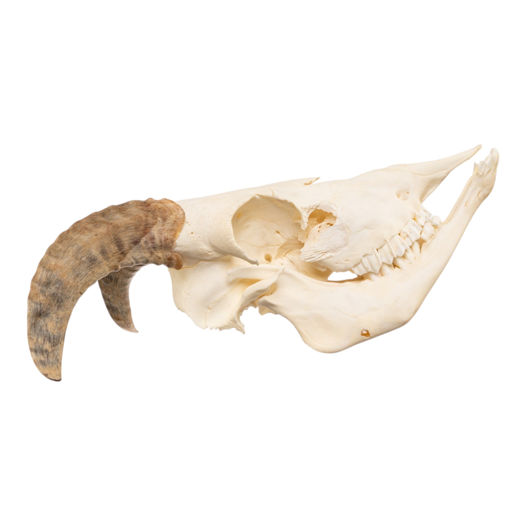 Real Adolescent Bighorn Sheep Skull For Sale — Skulls Unlimited