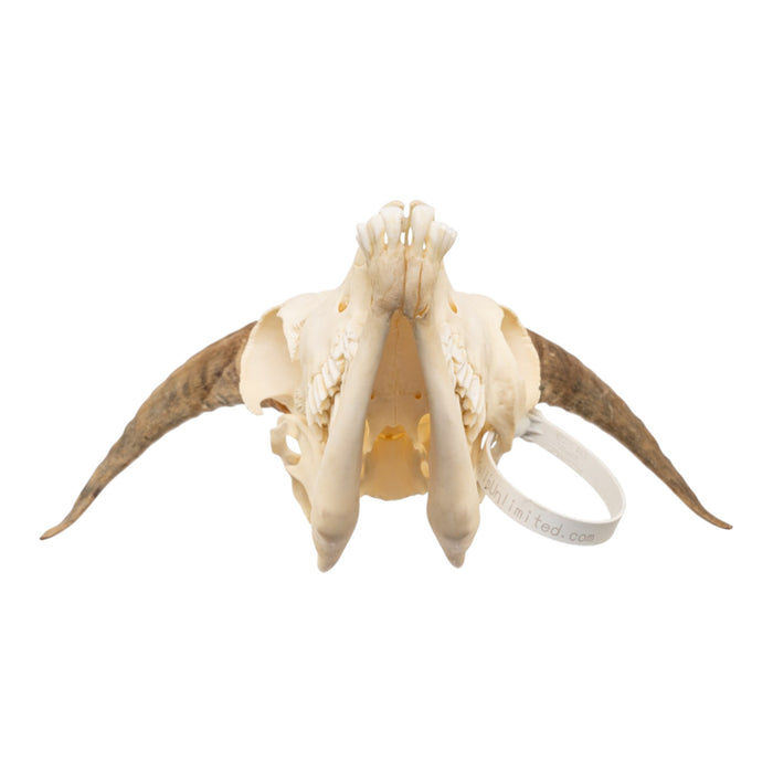 Real Adolescent Bighorn Sheep Skull