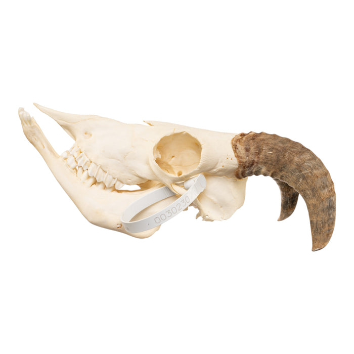 Real Adolescent Bighorn Sheep Skull
