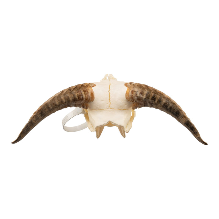 Real Adolescent Bighorn Sheep Skull