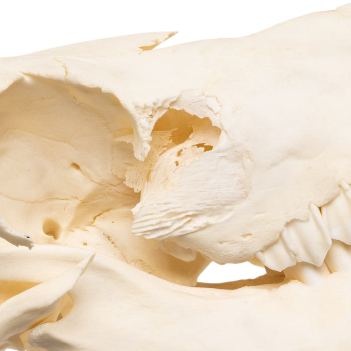 Real Adolescent Bighorn Sheep Skull