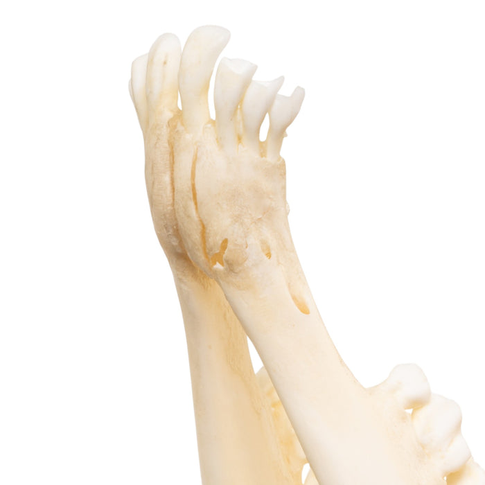 Real Adolescent Bighorn Sheep Skull