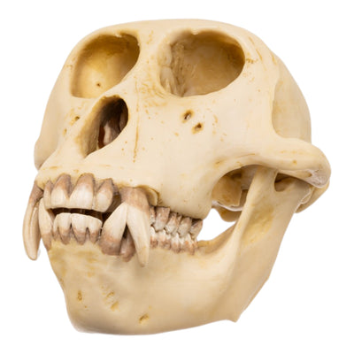 Replica Rhesus Monkey Skull