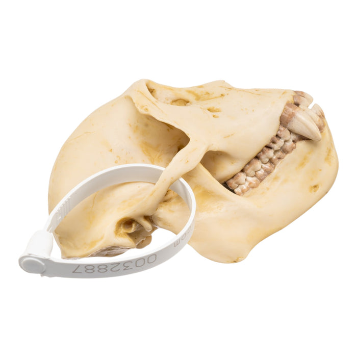 Replica Rhesus Monkey Skull