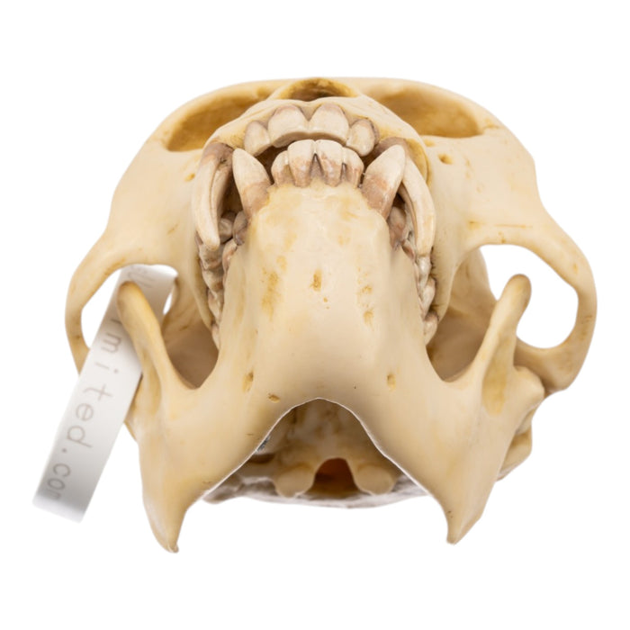 Replica Rhesus Monkey Skull
