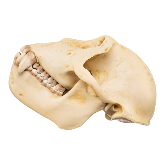 Replica Rhesus Monkey Skull