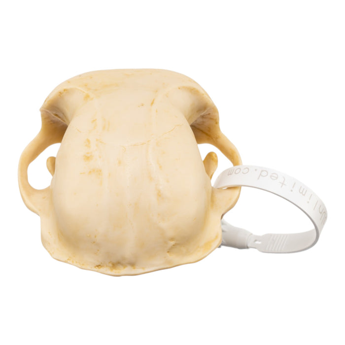Replica Rhesus Monkey Skull