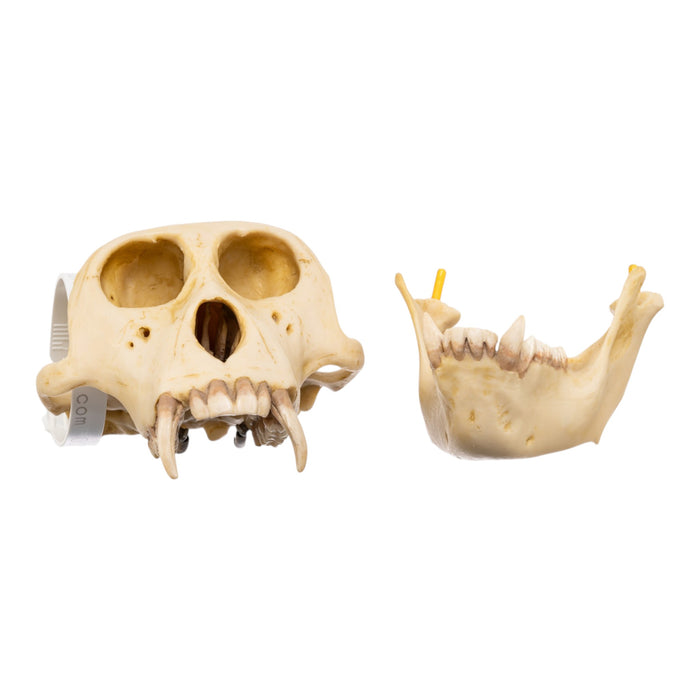 Replica Rhesus Monkey Skull