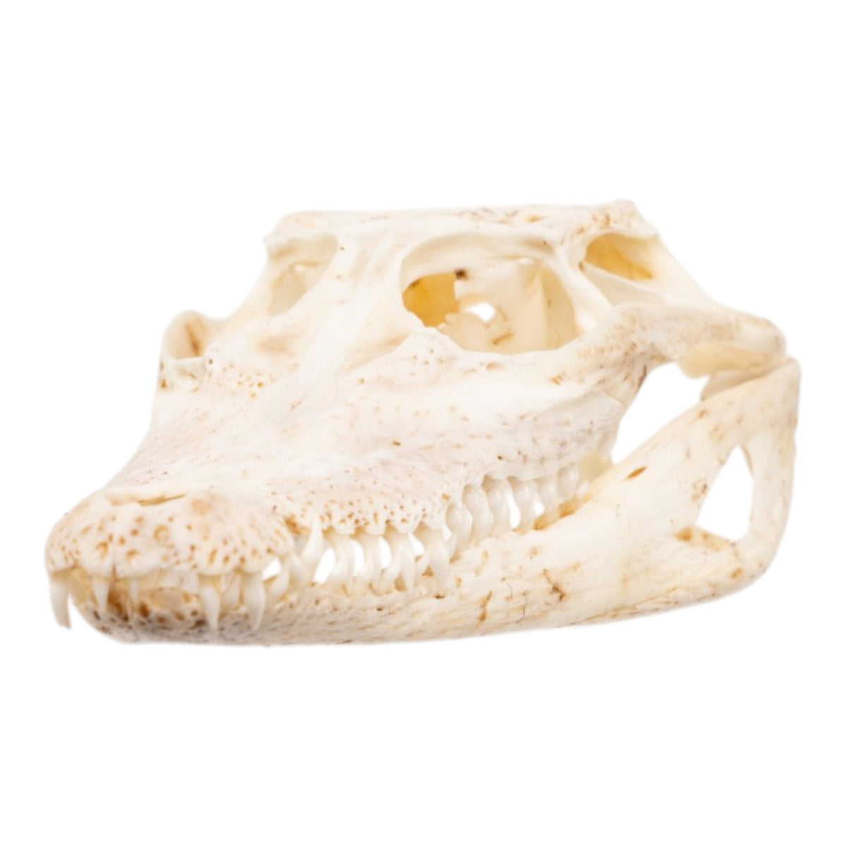 Skulliphonex① Real Nile Crocodile Skull - Juvenile For Sale — Skulls Unlimited