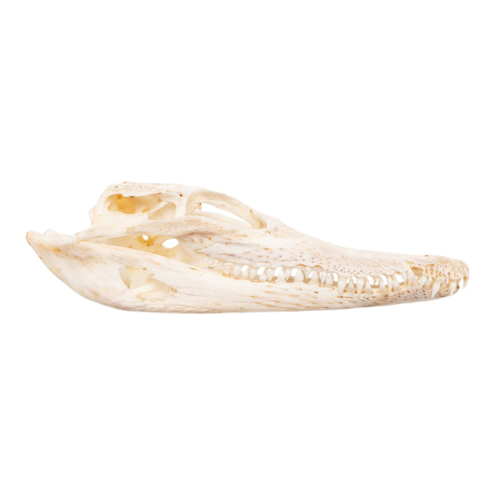 Real Baby Nile Crocodile Skull