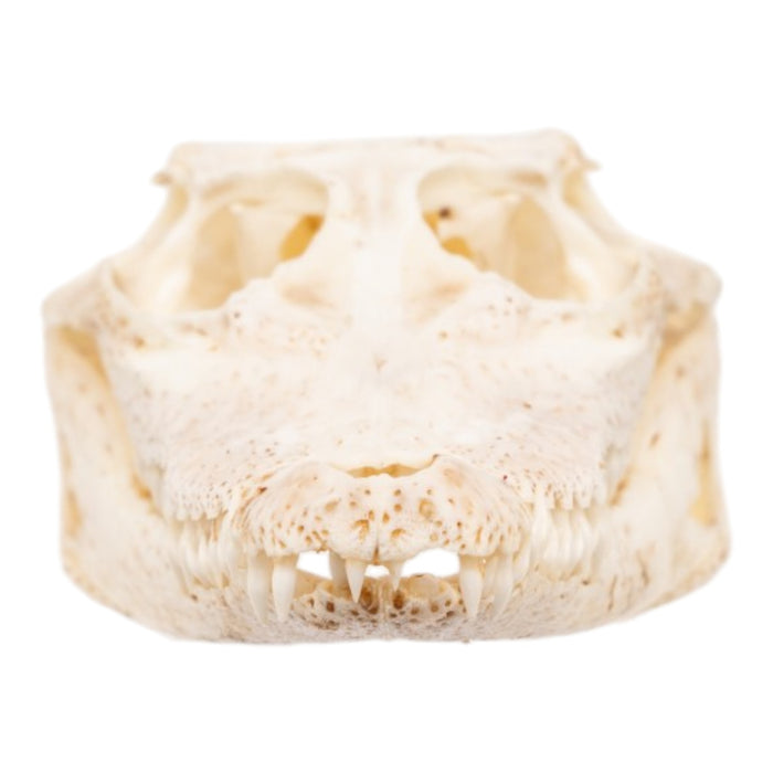 Real Baby Nile Crocodile Skull