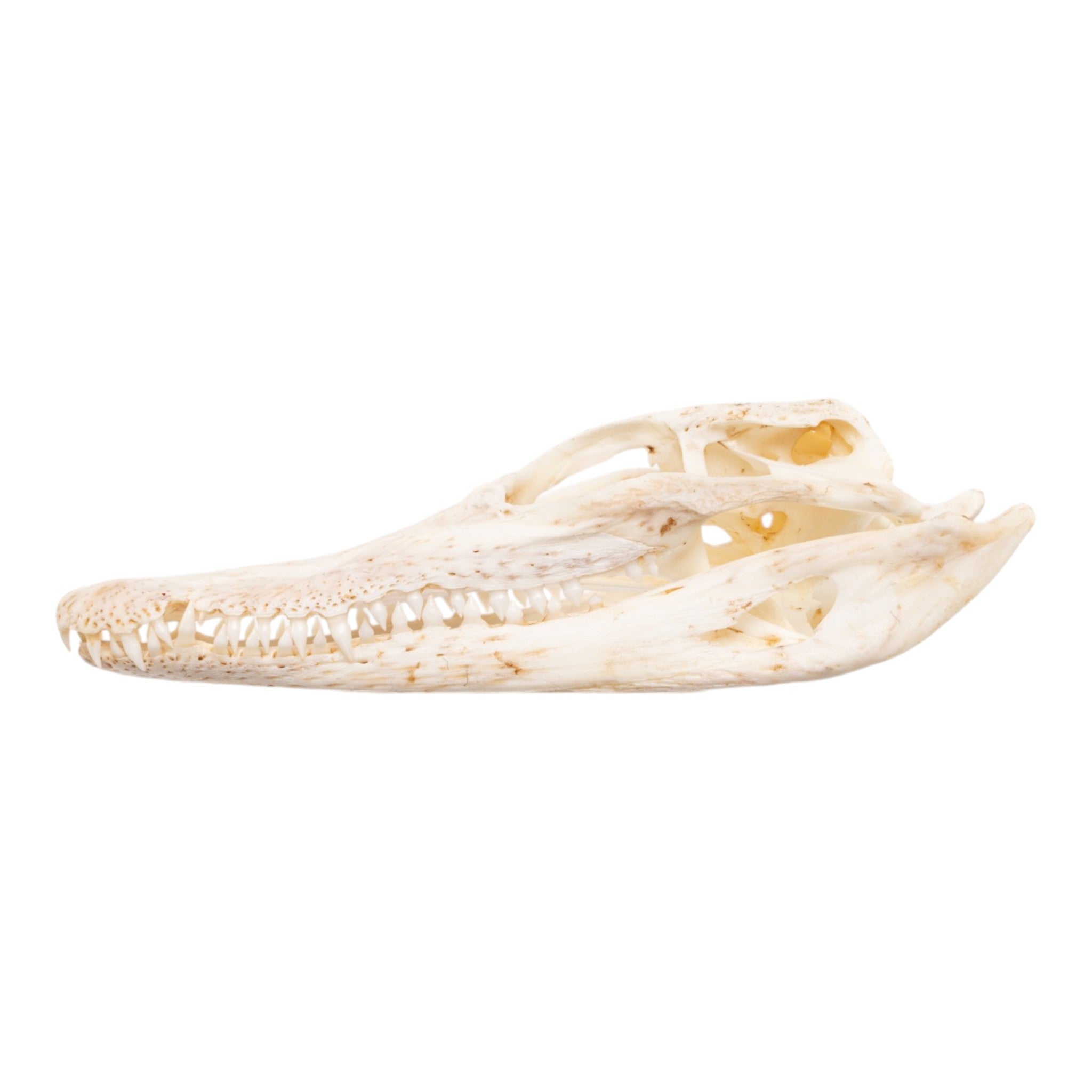 Real Nile Crocodile Skull - Juvenile For Sale — Skulls Unlimited