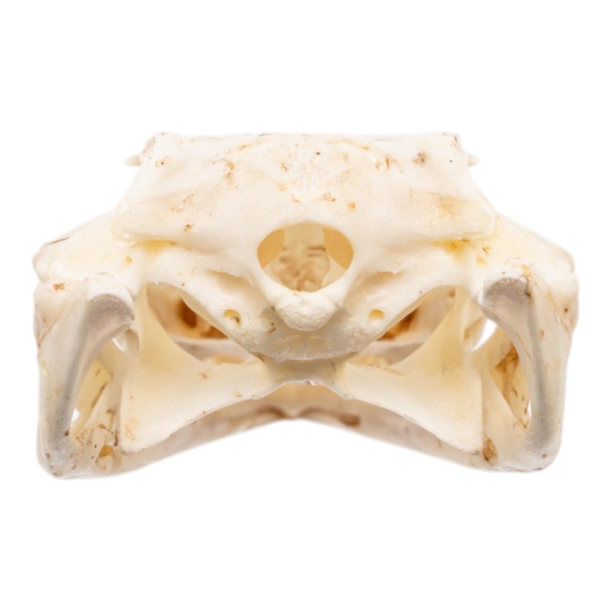 Real Nile Crocodile Skull - Juvenile For Sale — Skulls Unlimited