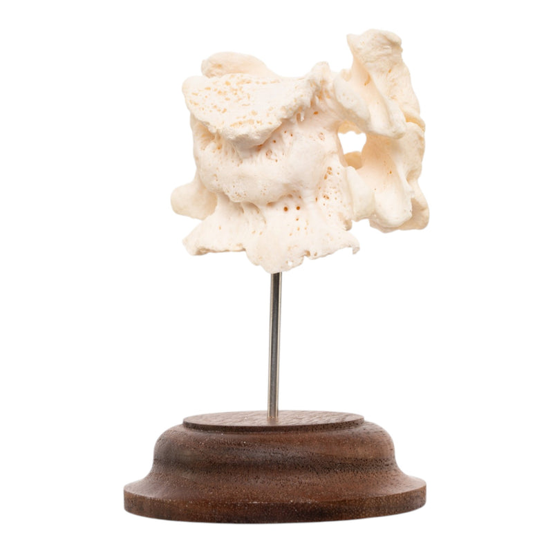 Real Human Vertebrae Set
