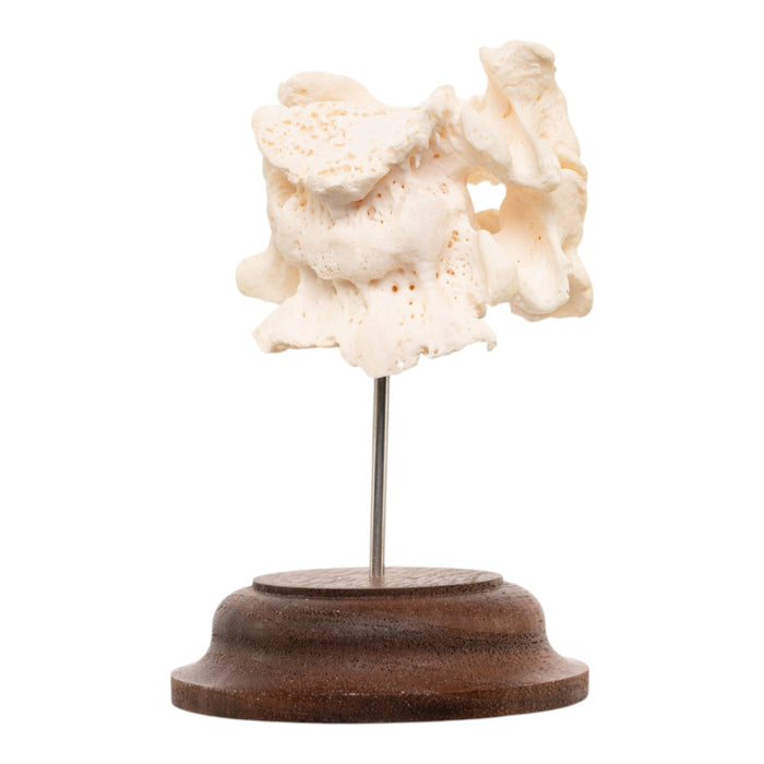 Real Human Vertebrae Set